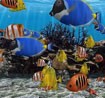 3D Fish School Screensaver 4.91 - Download