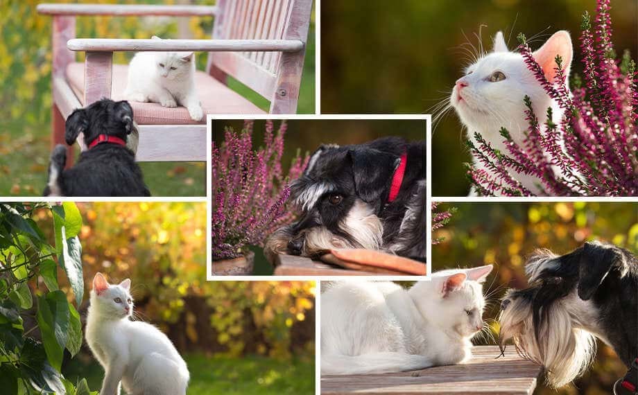 Adobe Photoshop Elements có khả năng sáng tạo ảnh tuyệt vời