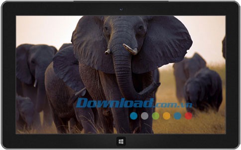 African Wildlife theme