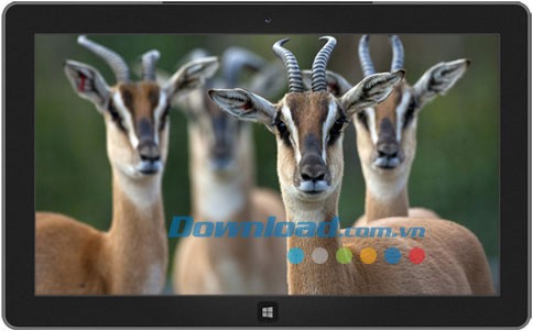 African Wildlife theme