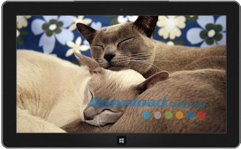 Animal Affection theme