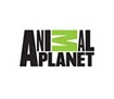 Animal Planet for Windows 8 1.0 - Xem Animal Planet trên máy tính