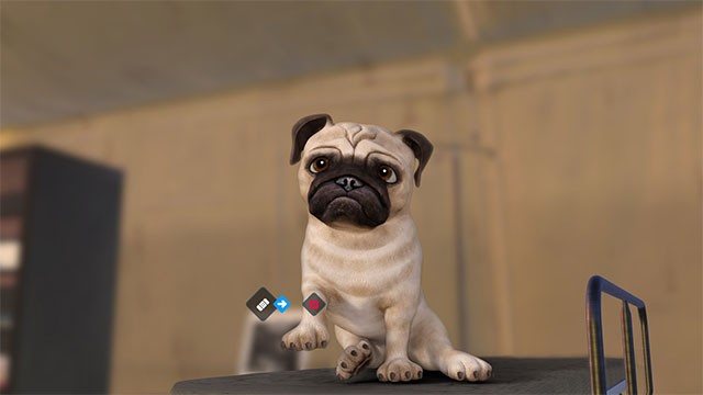 Sử dụng các thiết bị y tế và kỹ năng của bác sĩ thú y để chữa bệnh cho động vật