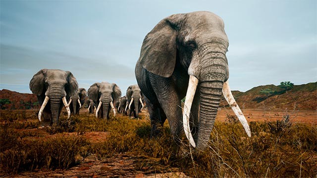 Bạn sẽ lựa chọn là loài vật nào? Sư tử, voi, linh dương hay cá sấu?