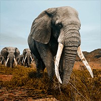 Animalia Survival 102.3: Game Sinh Tồn Động Vật Hoang Dã Châu Phi