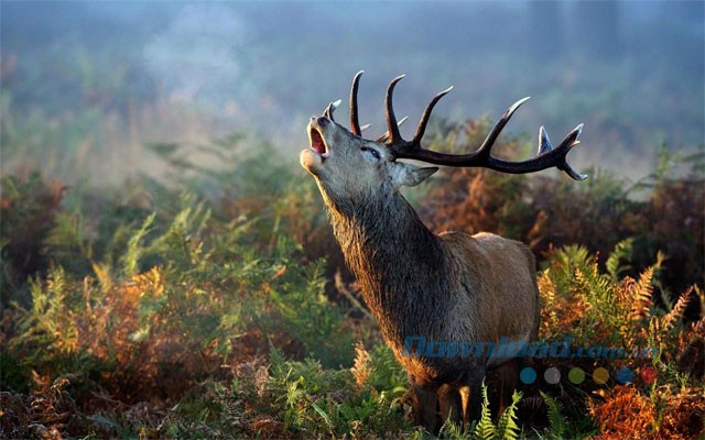 Ứng dụng hình nền Animals in Autumn