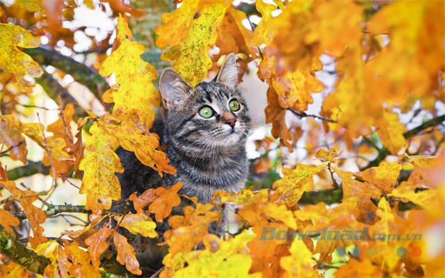 Hình nền mùa thu