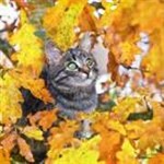 Animals in Autumn - Free Fall Animal Wallpapers