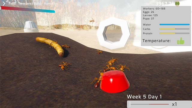 Cho đàn kiến ăn và xem chúng phát triển thành đàn kiến hàng nghìn con