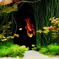 Aquarium Life - Game Chăm Sóc Bể Cá Tuyệt Đẹp