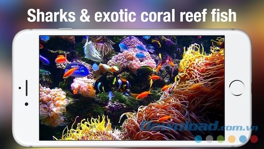 Chiêm ngưỡng đời sống của các loài sinh vật biển