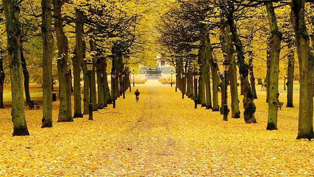 Hình nền chất lương cao