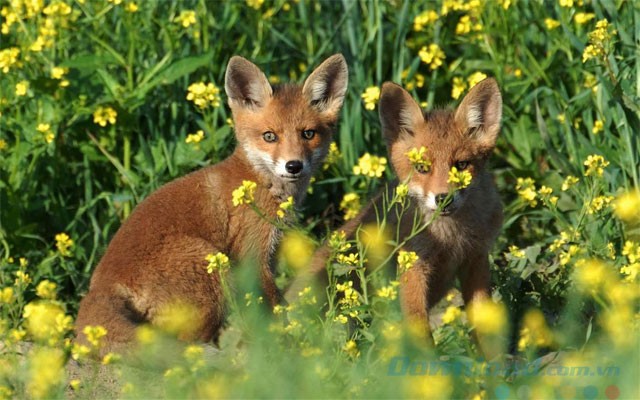 Ứng dụng hình nền miễn phí Baby Animals