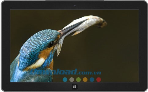 Beautiful Birds theme