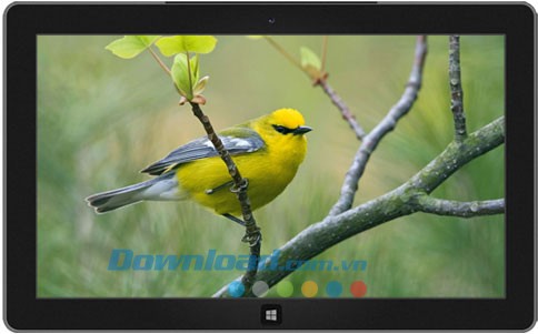 Beautiful Birds theme