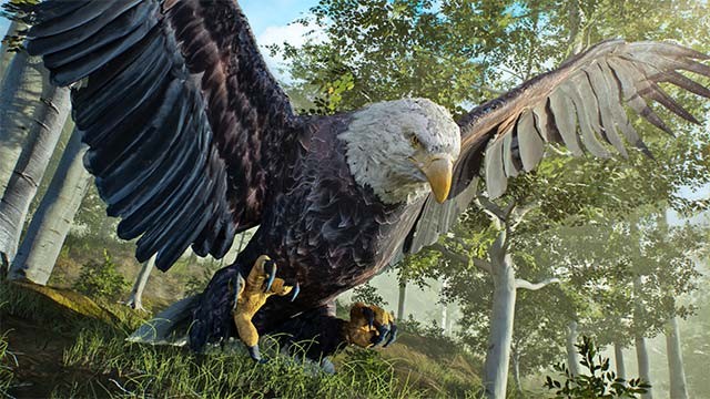 Mỗi loài chim đều có diện mạo và hành vi riêng, rất khó đoán trước