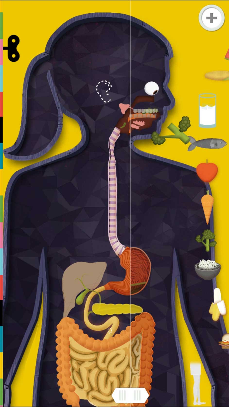 The Human Body by Tinybop cho iOS giới thiệu cơ thể người