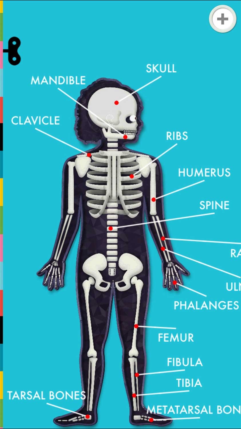 The Human Body by Tinybop cho iOS có hình ảnh sắc nét