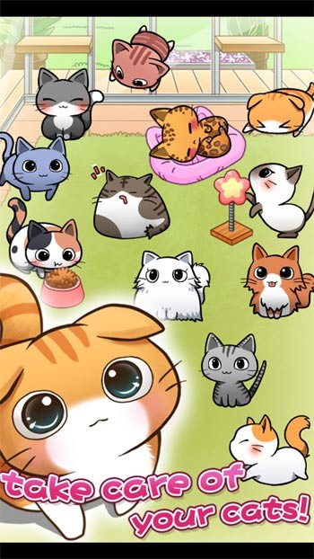 Nuôi dưỡng và chăm sóc nhiều loài mèo khác nhau