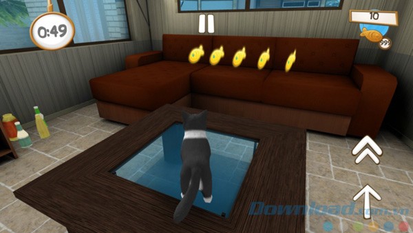 Khi mèo ở nhà một mình