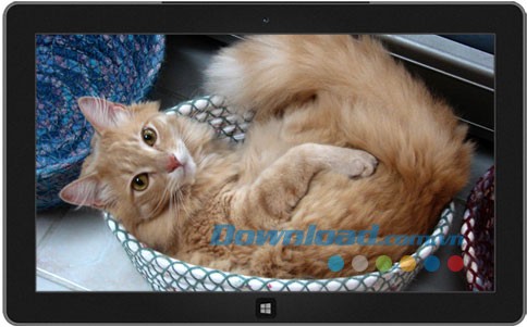 Cats Everywhere theme