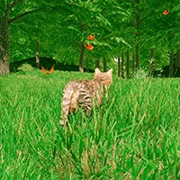 Cats Game - Game Mèo Con Vui Nhộn