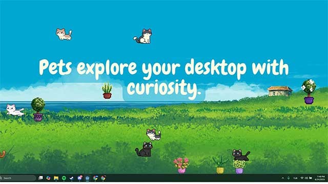 Bạn có thể cho ăn, tương tác, quan sát hành vi của chúng hoặc ngắm nhìn pet