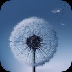 Dandelion Live Wallpaper - Hình nền động bồ công anh Android
