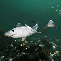 Death in the Water 2 1.1.0: Game Sinh Tồn Kinh Dị Dưới Đáy Biển