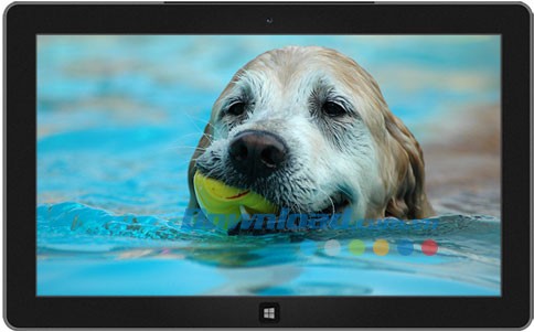 Dogs in Summer theme