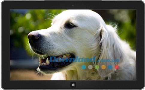 Dogs in Summer theme