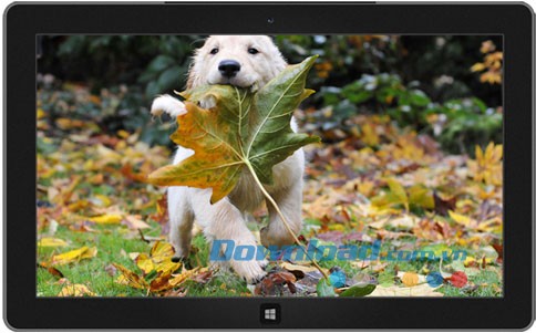 Dogs in Winter theme