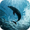 Dolphins Theme - Chủ đề Cá Heo