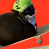 Drifting with Maxwell Cat: The Game - Game meme lướt ván điêu luyện