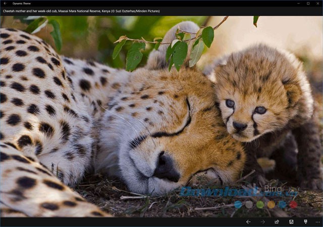 Dynamic Theme tự động đổi hình nền mỗi ngày