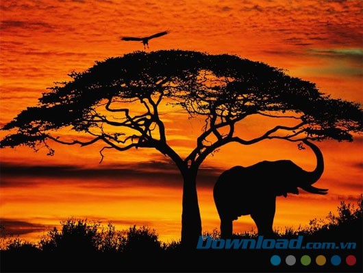 Elephants Free Screensaver