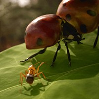 Empire of the Ants: Game chiến thuật sinh tồn loài kiến