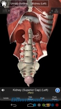 Essential Anatomy 3 cho Android có thiết kế 3D