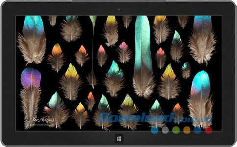 Feather Photos theme