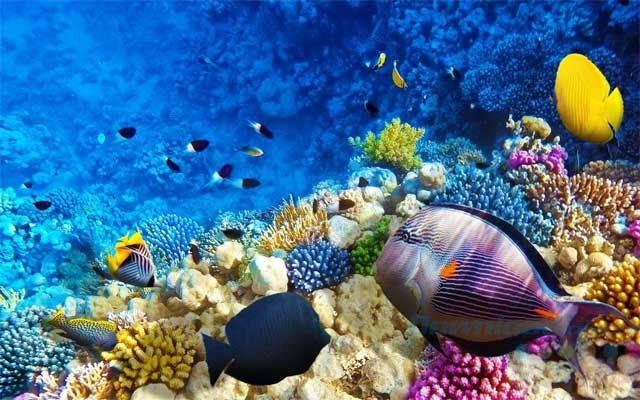 Hình nền thế giới đại dương