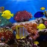 Fish and Corals - Ocean World Wallpaper