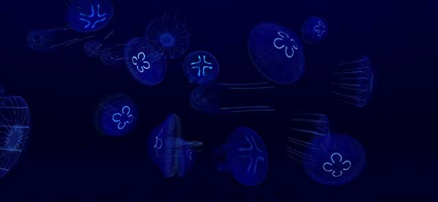 Chiêm ngưỡng các loài cá phát sáng bằng cách tắt đèn