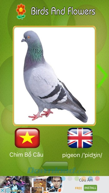 Các loài chim và hoa