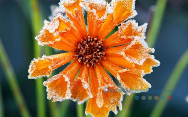 Ứng dụng hình nền máy tính Flowers in the Snow