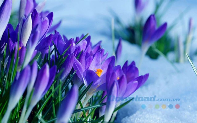 Hình nền hoa mùa xuân