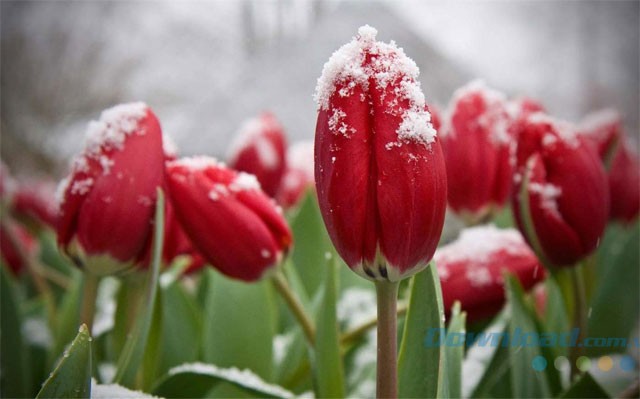 Hình nền chất lượng HD