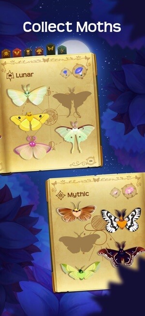 Thu thập hàng trăm loài bướm khác nhau