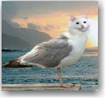 FotoMix 9.2: Phần mềm tách ghép hình ảnh nhanh chóng