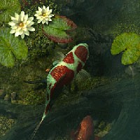 Aquarium Screensaver - Screensaver Bể Cá 3D Tuyệt Đẹp