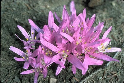 Ảnh động tạo bởi Free Gif Maker